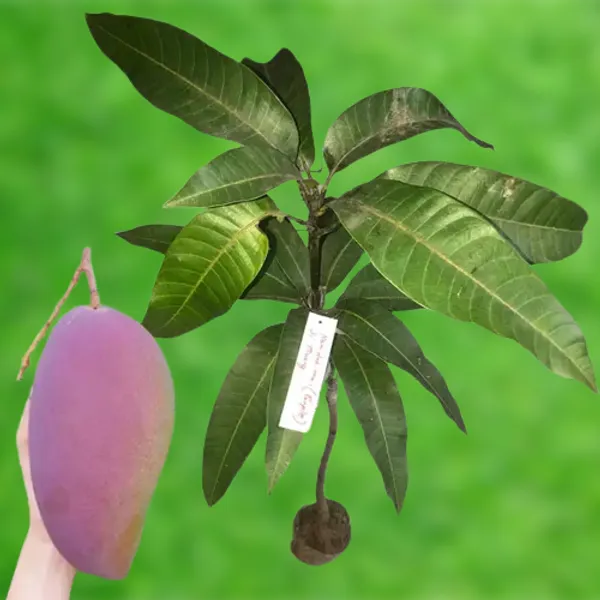 Purple_Mango_Nam_Dok_Mai_Si_Muang_Grafted_ree_Mangifera_Indica_Best_Variety_Indica_Aam_Amba_Original
