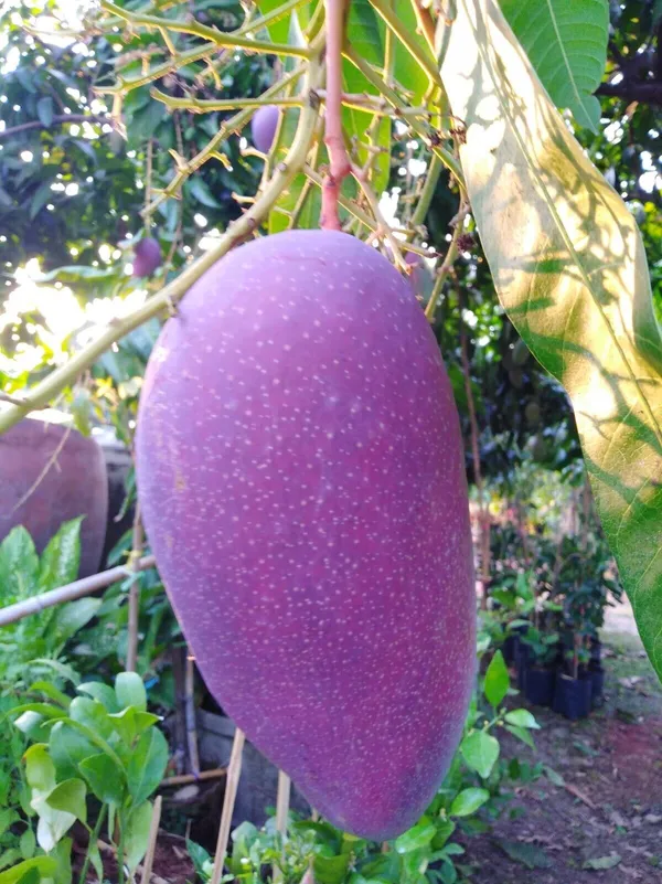 Purple_Mango_Nam_Dok_Mai_Si_Muang_Grafted_ree_Mangifera_Indica_Best_Variety_Indica_Aam_Amba_Original