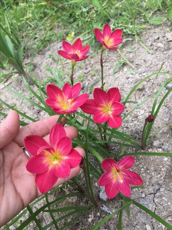 Pack_Of_8_Rainy_Lily_Blubs