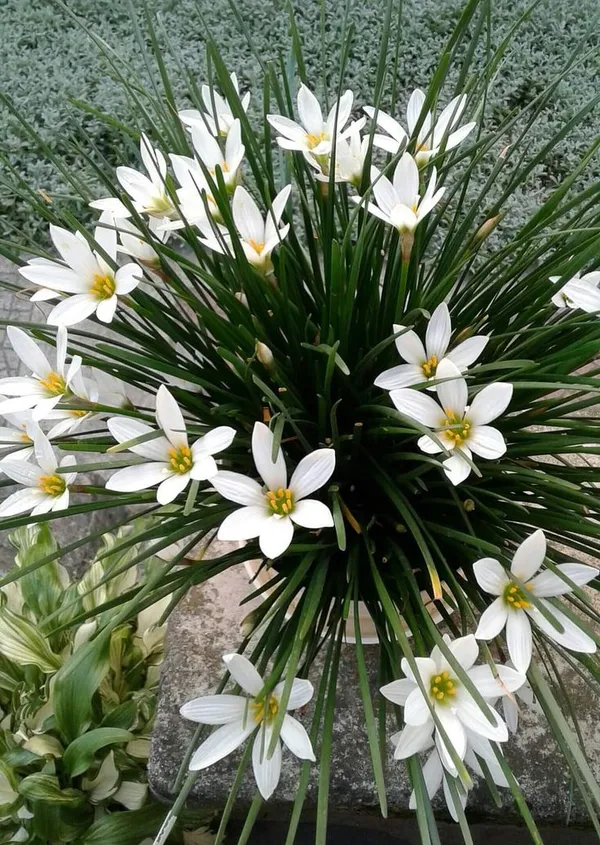 Pack_Of_8_Rainy_Lily_Blubs