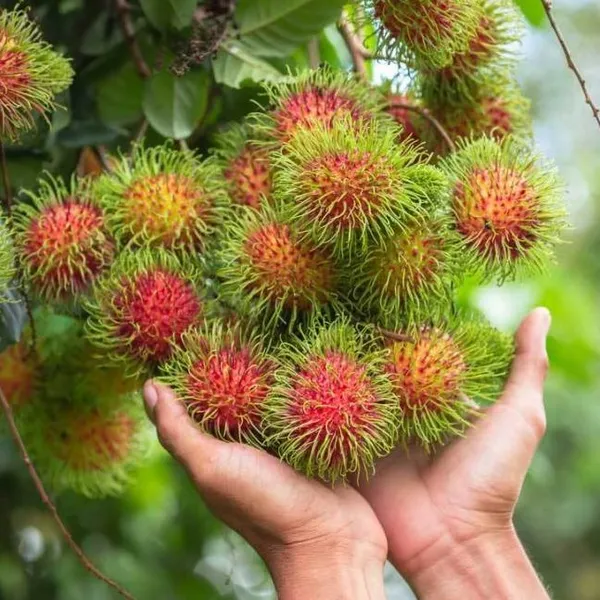 Rare_Red_Rambutan_Hybrid_Exotic_Fruit__Plants_&_Tree_1_Healthy_Plant