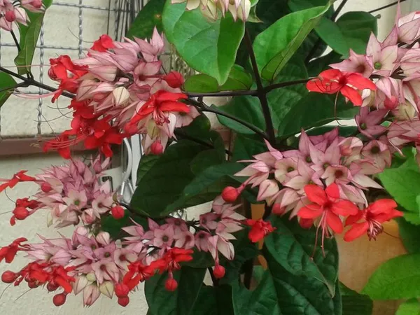 Rear_Red_Bleeding-Heart_Plant