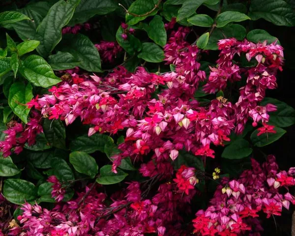 Rear_Red_Bleeding-Heart_Plant