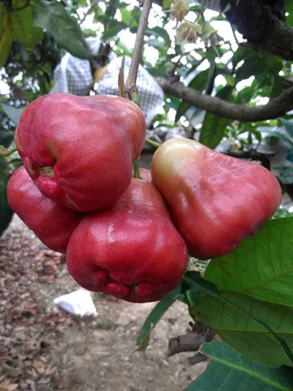 Red_Malay_Variety_Wax_Apple/_Wax_Jambu_/Water_Apple/_Java_Apple_Fruit_Jamrul_(Air_Layered)_Plants_&_Tree(1-1.5_Ft_Size)