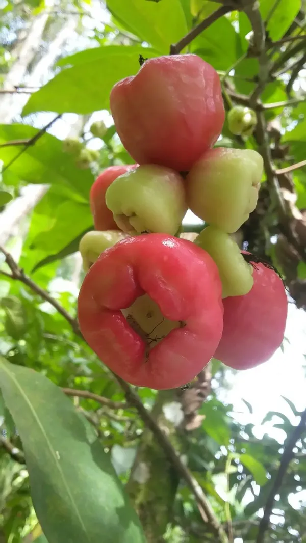 Red_Malay_Variety_Wax_Apple/_Wax_Jambu_/Water_Apple/_Java_Apple_Fruit_Jamrul_(Air_Layered)_Plants_&_Tree(1-1.5_Ft_Size)