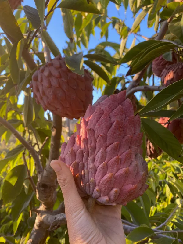 Red_Custard_Apple_Lal_Aata_Red_Sugar_Apple,_Red_Sitafal_Fruit_Plant_Grafted_Original_Variety