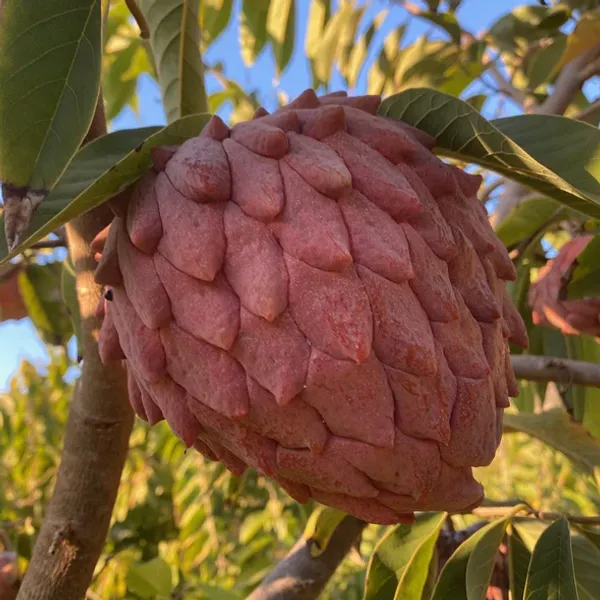 Red_Custard_Apple_Lal_Aata_Red_Sugar_Apple,_Red_Sitafal_Fruit_Plant_Grafted_Original_Variety