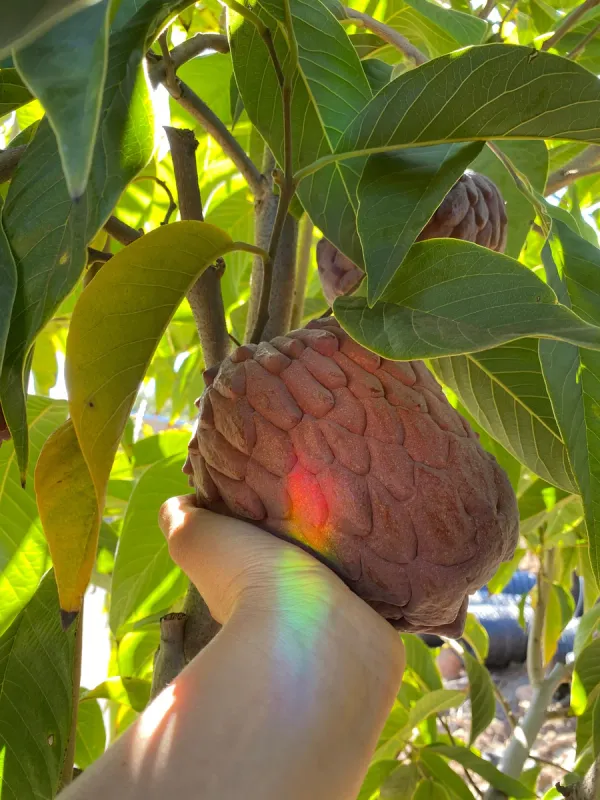 Red_Custard_Apple_Lal_Aata_Red_Sugar_Apple,_Red_Sitafal_Fruit_Plant_Grafted_Original_Variety