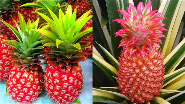 Red_Pineapple_Fruit_Plant_For_Home_Gardening_1.5-3.5_Ft_Hight_Healthy_Red_Pineapple_Plant_Hybrid