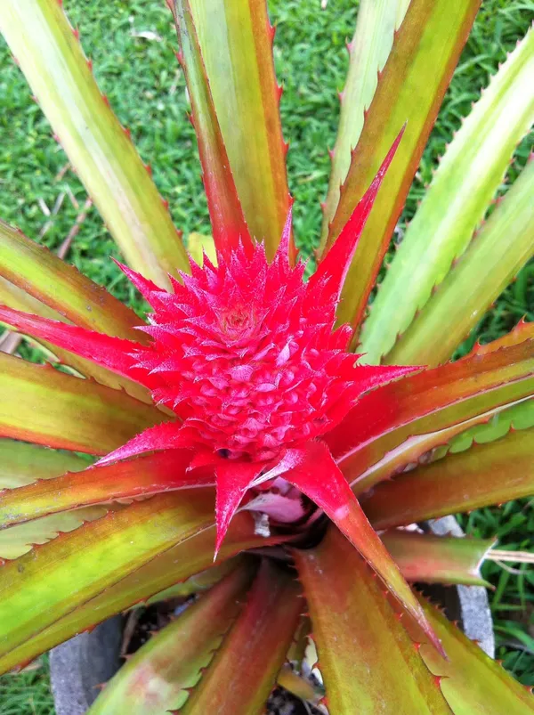 Red_Pineapple_Fruit_Plant_For_Home_Gardening_1.5-3.5_Ft_Hight_Healthy_Red_Pineapple_Plant_Hybrid