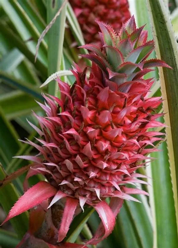 Red_Pineapple_Fruit_Plant_For_Home_Gardening_1.5-3.5_Ft_Hight_Healthy_Red_Pineapple_Plant_Hybrid
