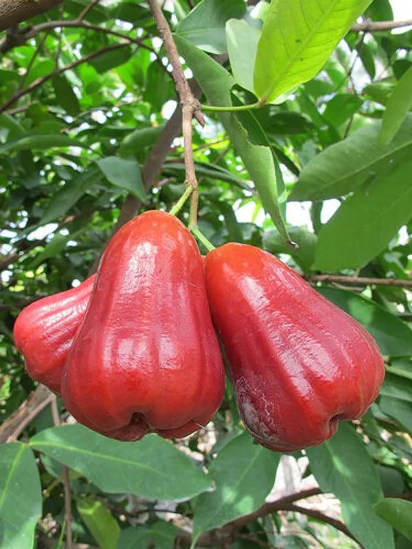 Thai_Verity_Red_Wax_Apple_Plant_&_Tree_Hight_1.5-3.5_Ft_For_Home_Gardening_Hybrid