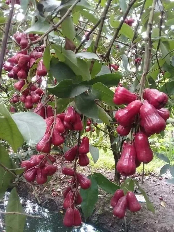 Thai_Verity_Red_Wax_Apple_Plant_&_Tree_Hight_1.5-3.5_Ft_For_Home_Gardening_Hybrid