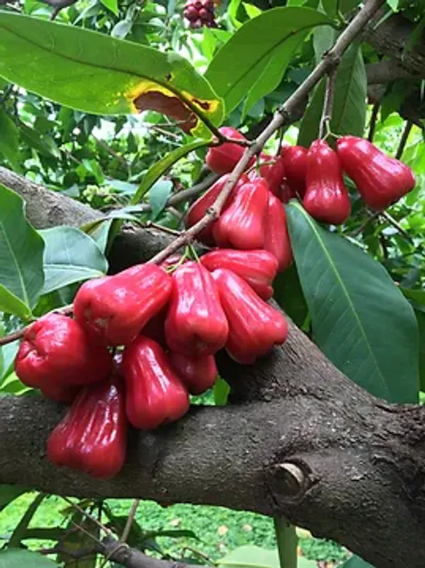 Thai_Verity_Red_Wax_Apple_Plant_&_Tree_Hight_1.5-3.5_Ft_For_Home_Gardening_Hybrid