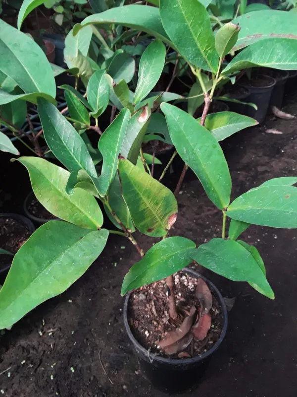 Thai_Verity_Red_Wax_Apple_Plant_&_Tree_Hight_1.5-3.5_Ft_For_Home_Gardening_Hybrid