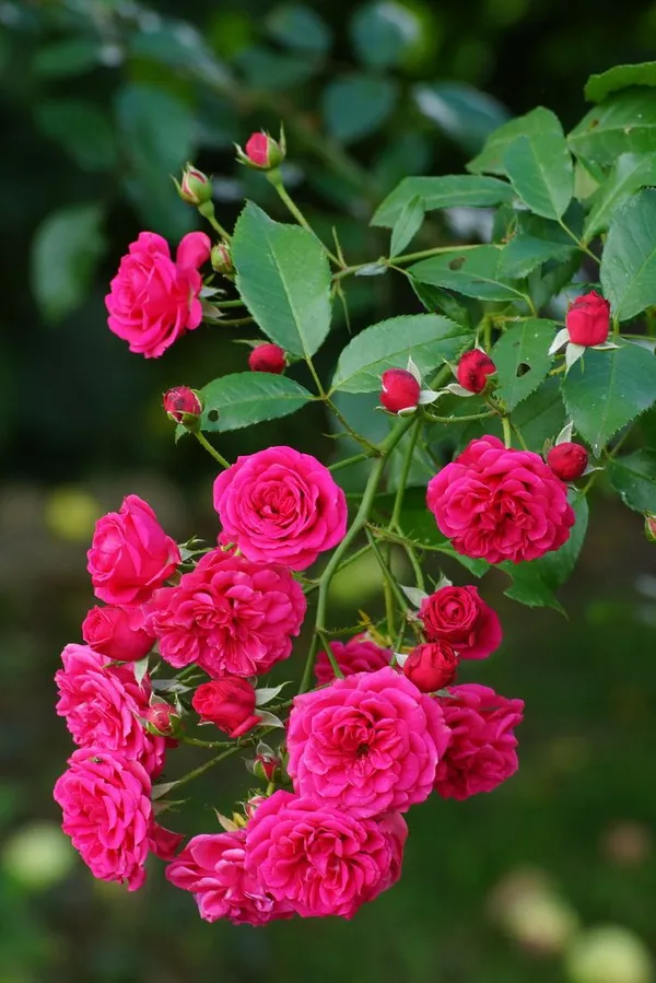 Gorgeous_Deep_Pink_Rose_Plant_&_Tree_For_Your_Sweet_Home_Garden,_Pack_Of_1