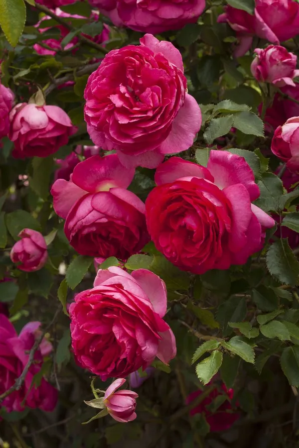 Gorgeous_Deep_Pink_Rose_Plant_&_Tree_For_Your_Sweet_Home_Garden,_Pack_Of_1