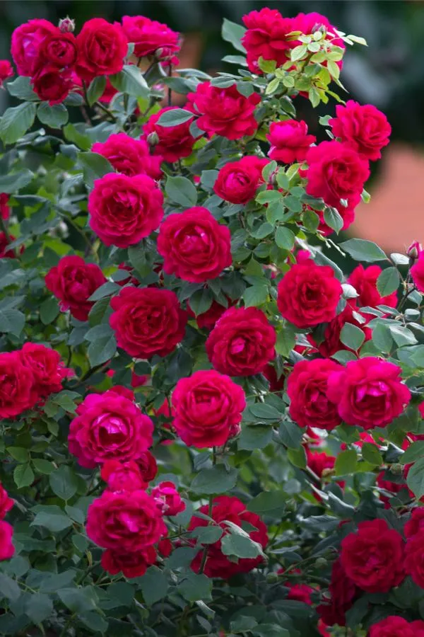 Gorgeous_Deep_Pink_Rose_Plant_&_Tree_For_Your_Sweet_Home_Garden,_Pack_Of_1