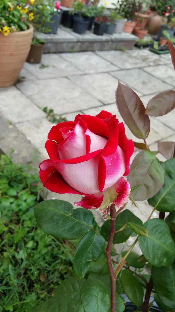 Multicolor_Rose_Flower_Plant