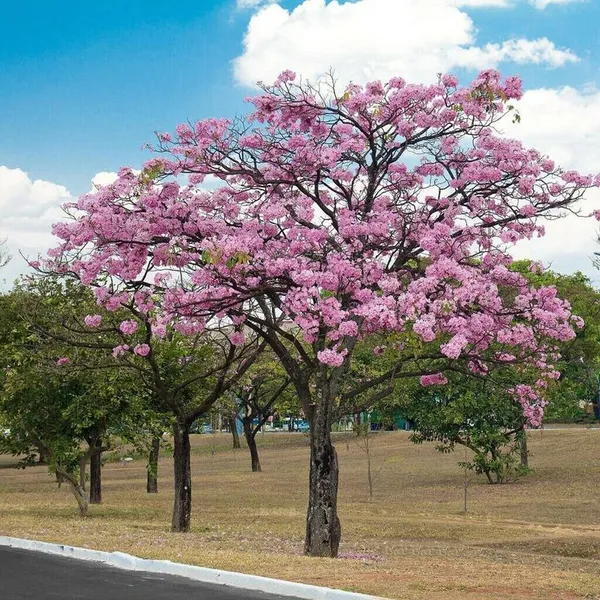 Rear_Tabebuia_Rosea_Flower_Plant