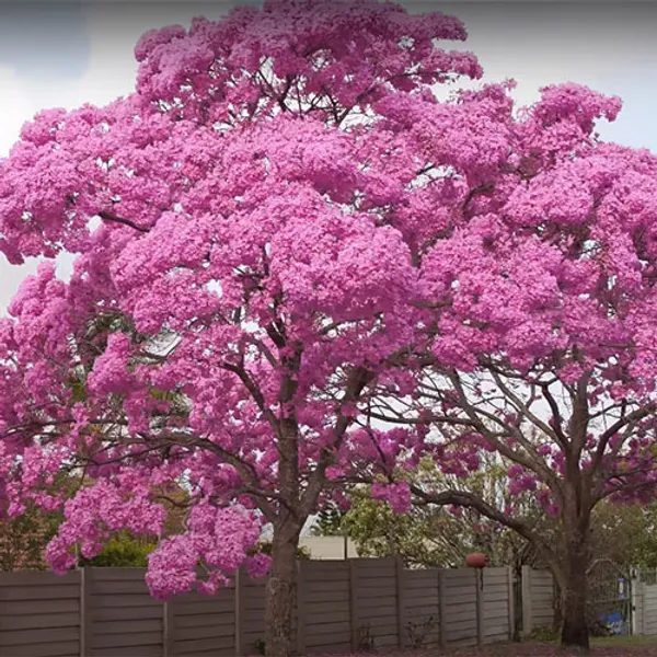 Rear_Tabebuia_Rosea_Flower_Plant