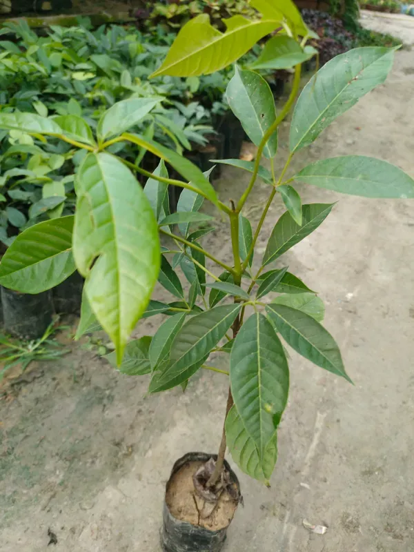 Rear_Tabebuia_Rosea_Flower_Plant