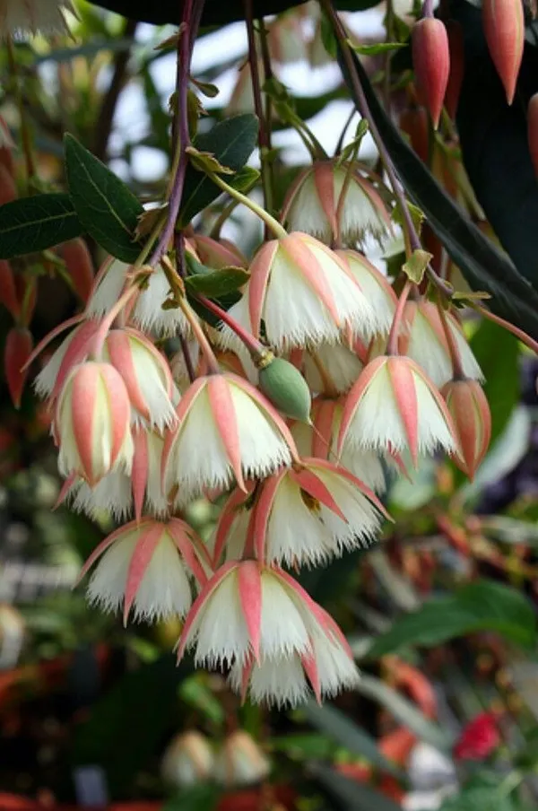 Hybrid_Rudraksha_Plant