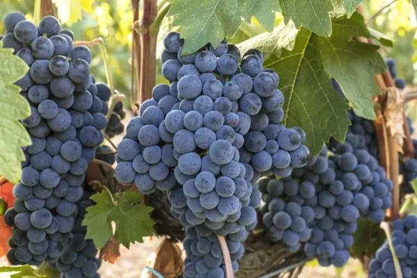 Thai_Verity_Seedless_Grafting_Black_Grapes_Fruit_Plant_For_Gardening_Hybrid