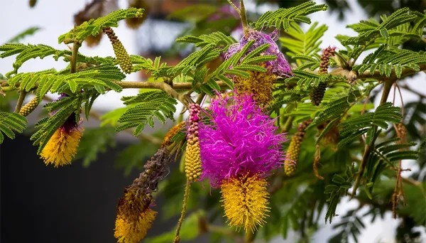 Shami_Banni_Tree_Sacred_Flowering_Medicinal_Tree