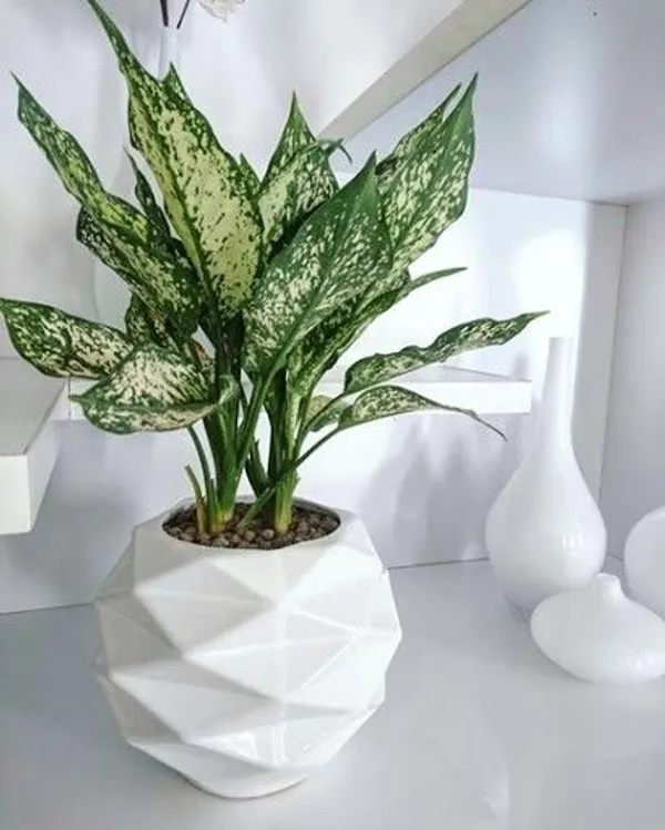 Snow__White_Indoor_Plant