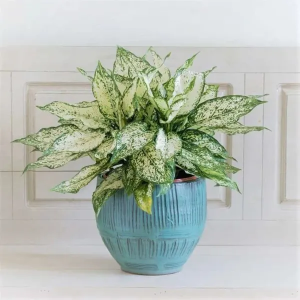 Snow__White_Indoor_Plant