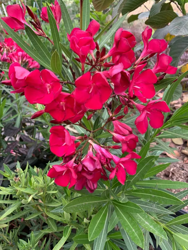 Oleander_(Red)_Flowering_Plant_(1.5-3.5_Ft_Hight)_For_Shrub/Bush/Home_Garden_Hybrid