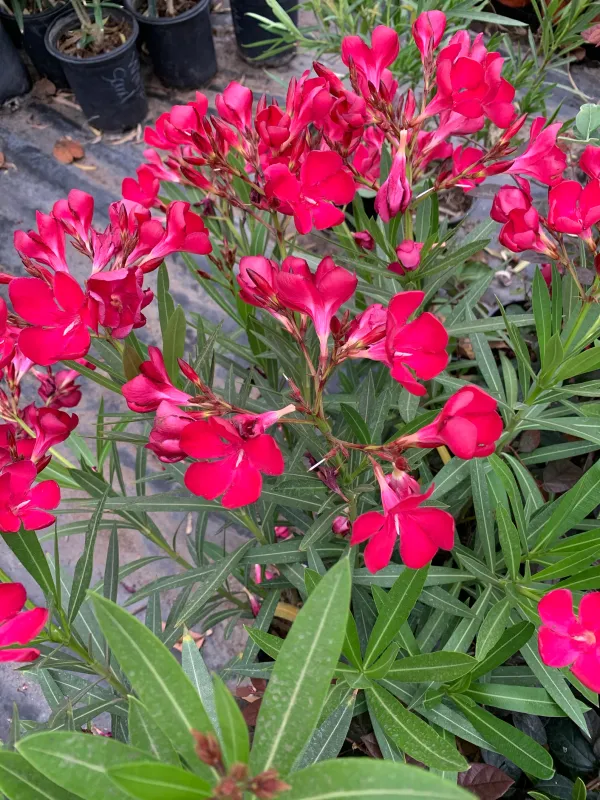 Oleander_(Red)_Flowering_Plant_(1.5-3.5_Ft_Hight)_For_Shrub/Bush/Home_Garden_Hybrid