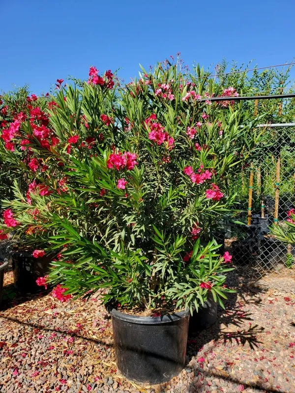 Oleander_(Red)_Flowering_Plant_(1.5-3.5_Ft_Hight)_For_Shrub/Bush/Home_Garden_Hybrid