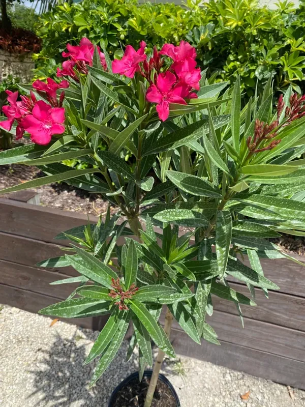 Oleander_(Red)_Flowering_Plant_(1.5-3.5_Ft_Hight)_For_Shrub/Bush/Home_Garden_Hybrid