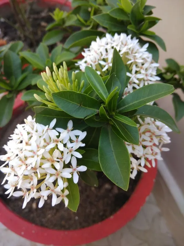 Rear_White_Ixora_Plant_Hybrid_Plant