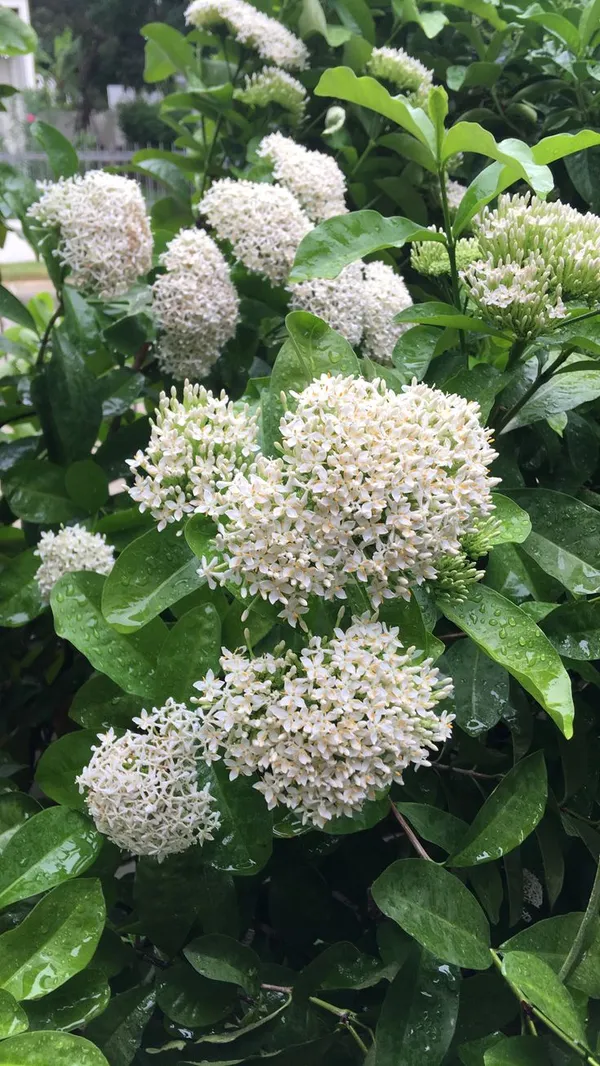 Rear_White_Ixora_Plant_Hybrid_Plant