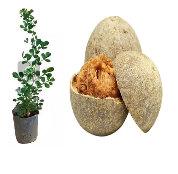 Thailand_Hybrid_Wood_Apple_Bael_Bilva_Variety_Kot_Bel_Grafted__Plants_&_Tree(1-1.5_Ft_Size)