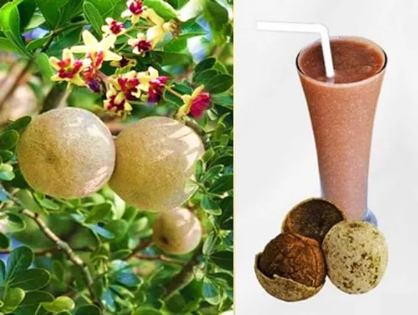 Thailand_Hybrid_Wood_Apple_Bael_Bilva_Variety_Kot_Bel_Grafted__Plants_&_Tree(1-1.5_Ft_Size)