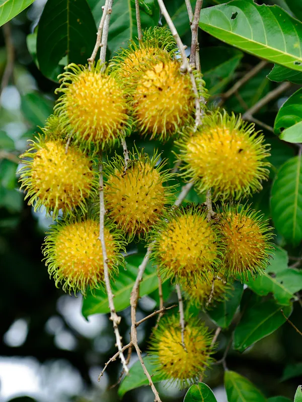 Golden_Rambutan_Or_Yellow_Rambutan_Plant_&_Tree