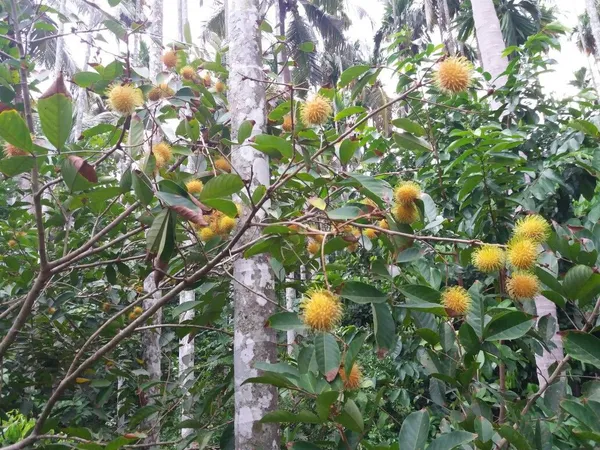 Golden_Rambutan_Or_Yellow_Rambutan_Plant_&_Tree