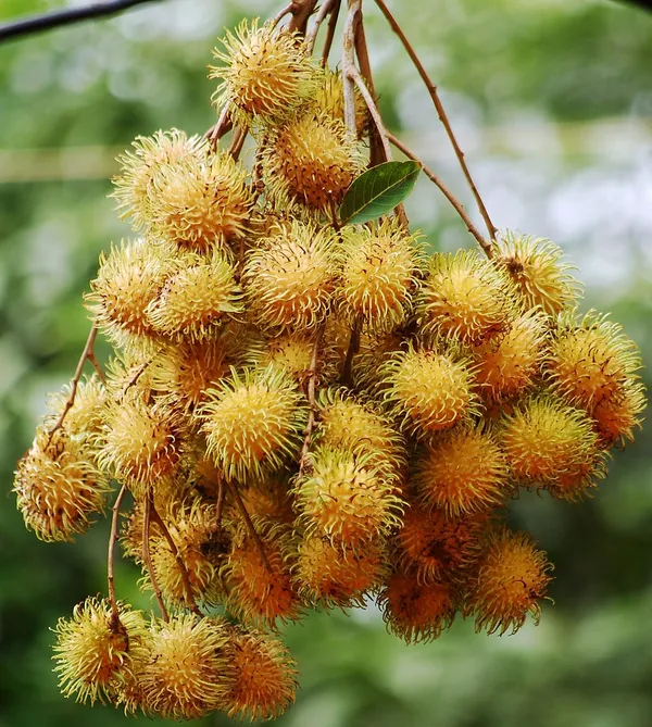 Golden_Rambutan_Or_Yellow_Rambutan_Plant_&_Tree