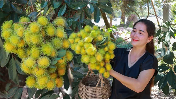 Golden_Rambutan_Or_Yellow_Rambutan_Plant_&_Tree