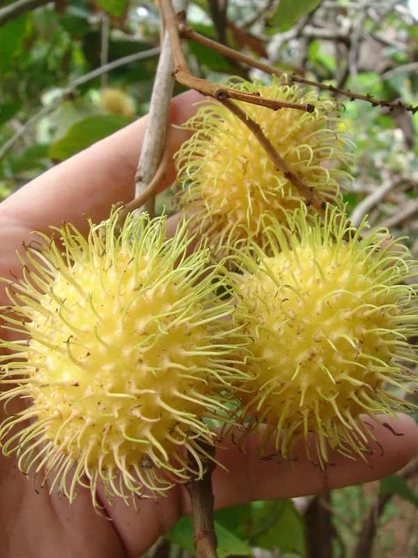 Golden_Rambutan_Or_Yellow_Rambutan_Plant_&_Tree