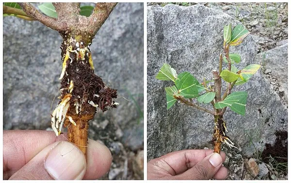 Golden_Rambutan_Or_Yellow_Rambutan_Plant_&_Tree