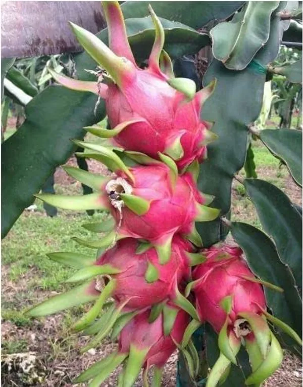 Red_Dragon__Plant_Organic_Fertilizer_Plant_(Hight_1-2_Feet)
