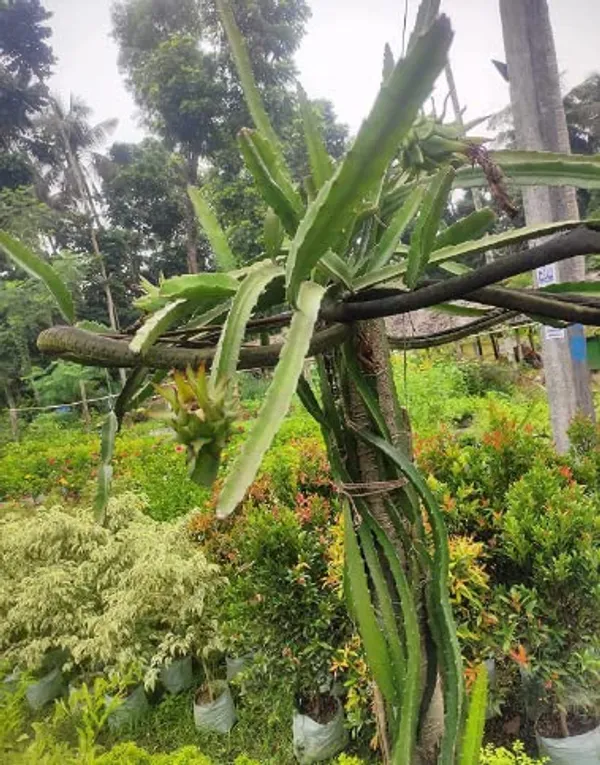 Red_Dragon__Plant_Organic_Fertilizer_Plant_(Hight_1-2_Feet)