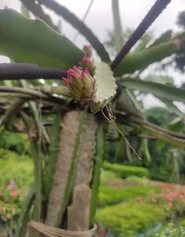 Red_Dragon__Plant_Organic_Fertilizer_Plant_(Hight_1-2_Feet)