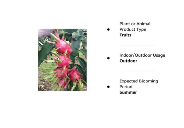 Red_Dragon__Plant_Organic_Fertilizer_Plant_(Hight_1-2_Feet)