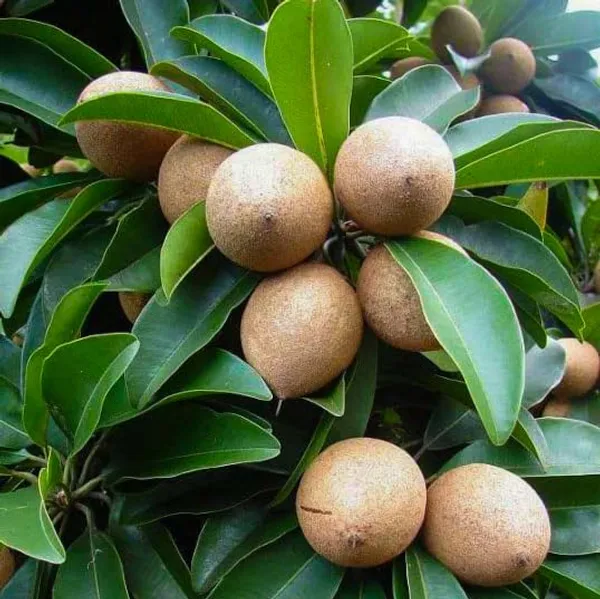 Chikku_Sapote__Plants_(Manilkara_Zapota)_Home_Gardening_Outdoor__Plants
